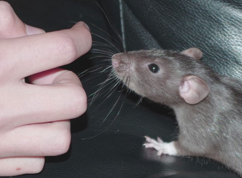 Những đối tượng bị chuột cắn có thể bị virus Hanta tấn công